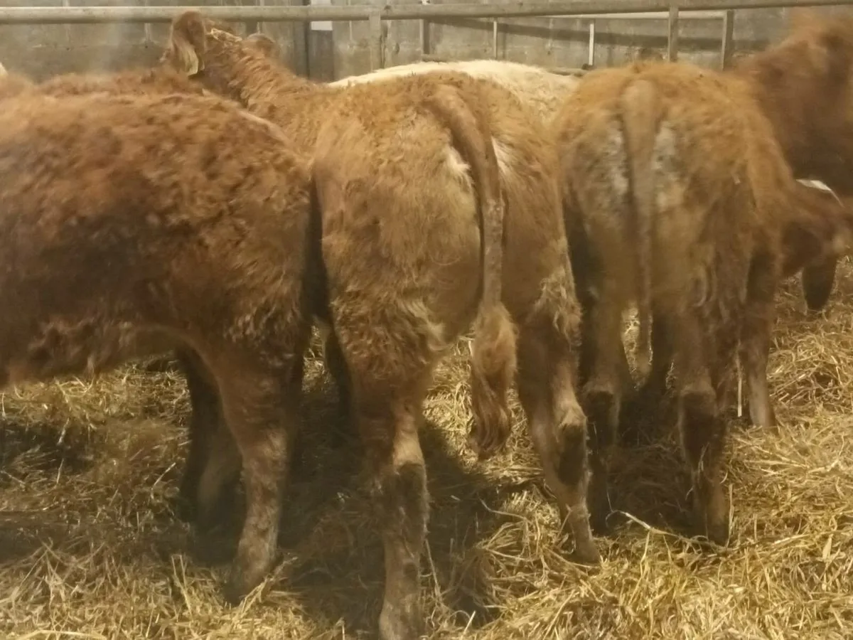 6 smashing LMX  Heifer's for sale - Image 1