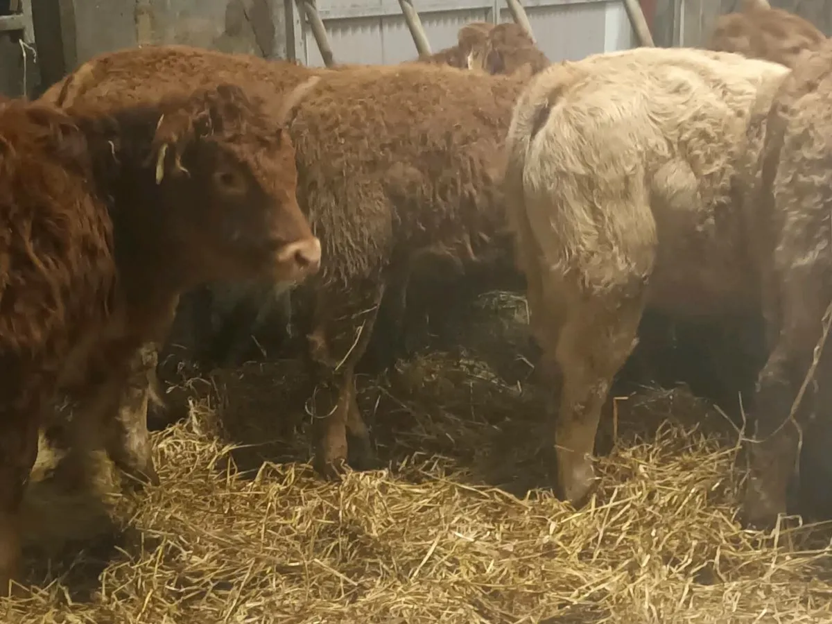 6 smashing LMX  Heifer's for sale - Image 2