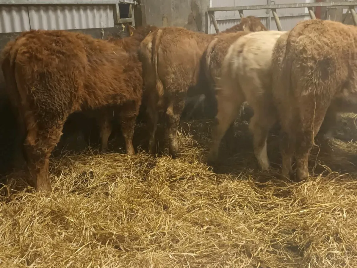 6 smashing LMX  Heifer's for sale - Image 3