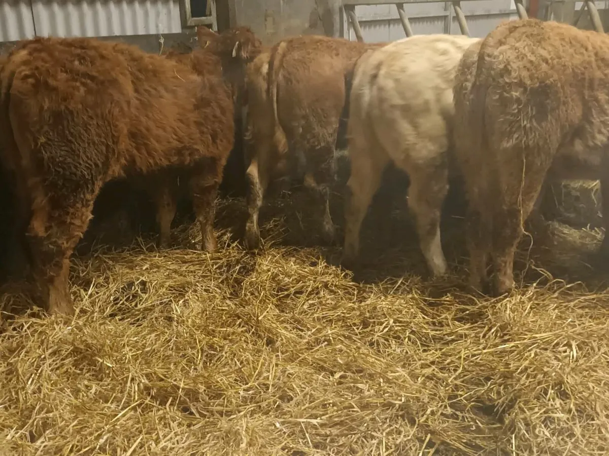 6 smashing LMX  Heifer's for sale - Image 4