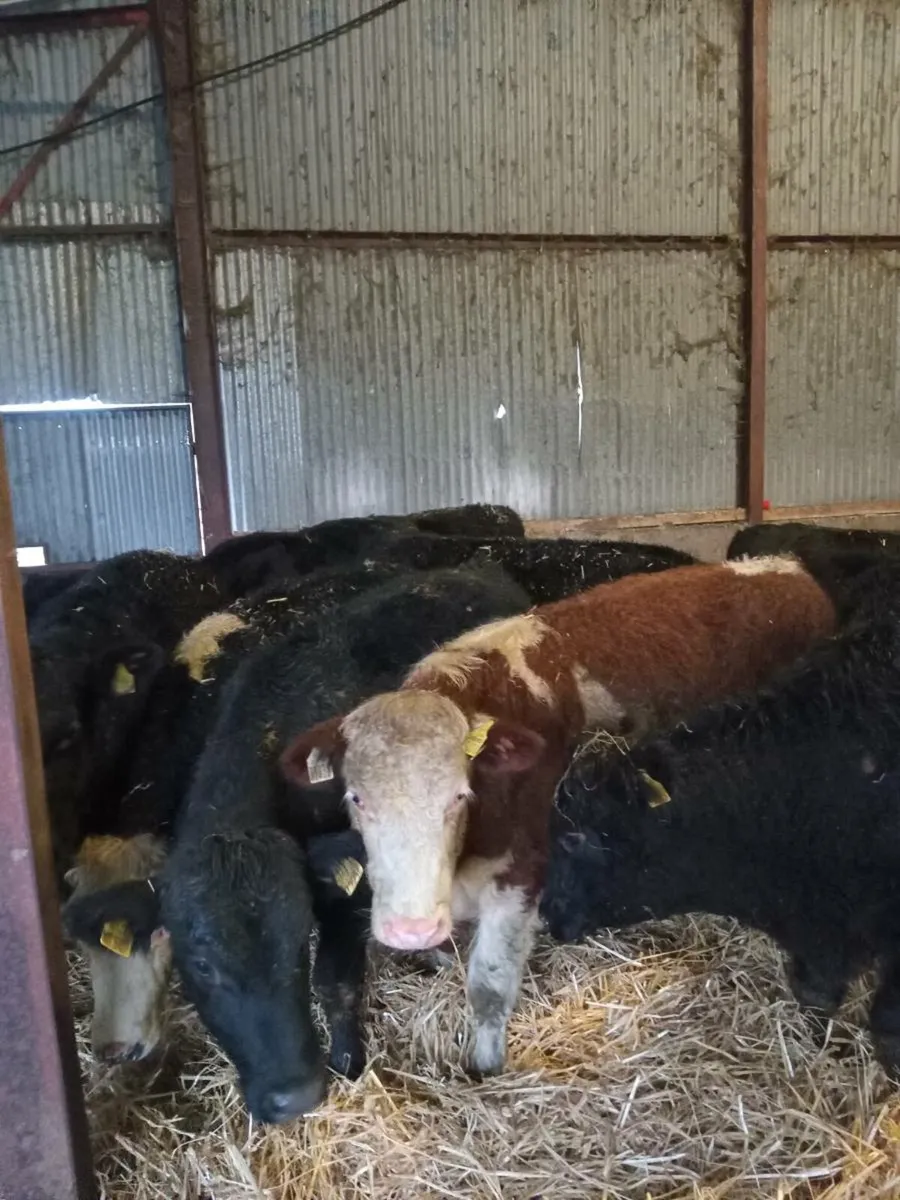 20 super 300kg angus and hereford bullocks - Image 1