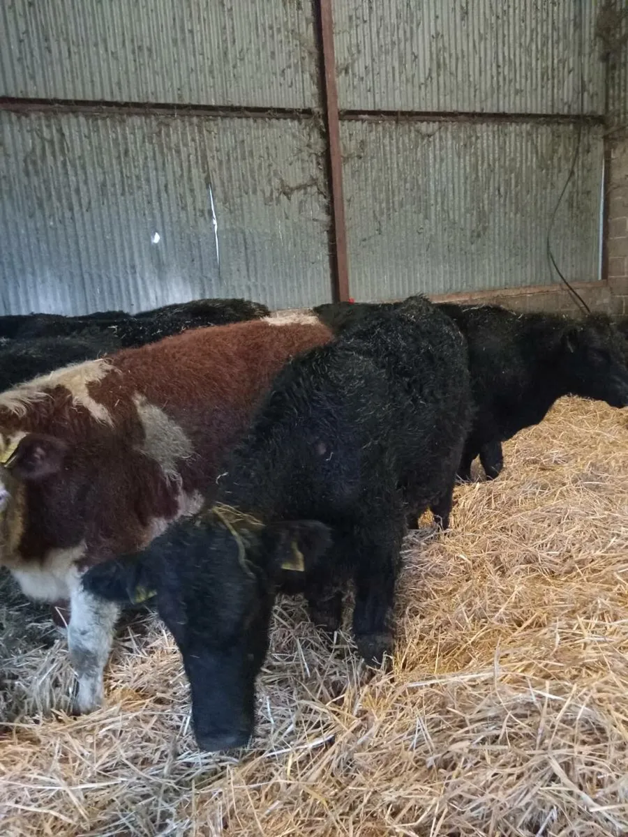 20 super 300kg angus and hereford bullocks - Image 2