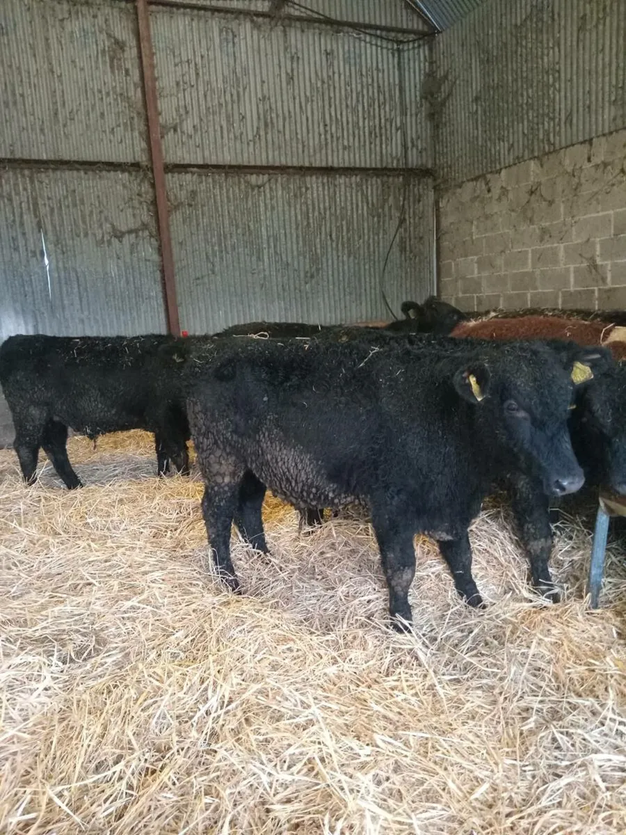 20 super 300kg angus and hereford bullocks - Image 3