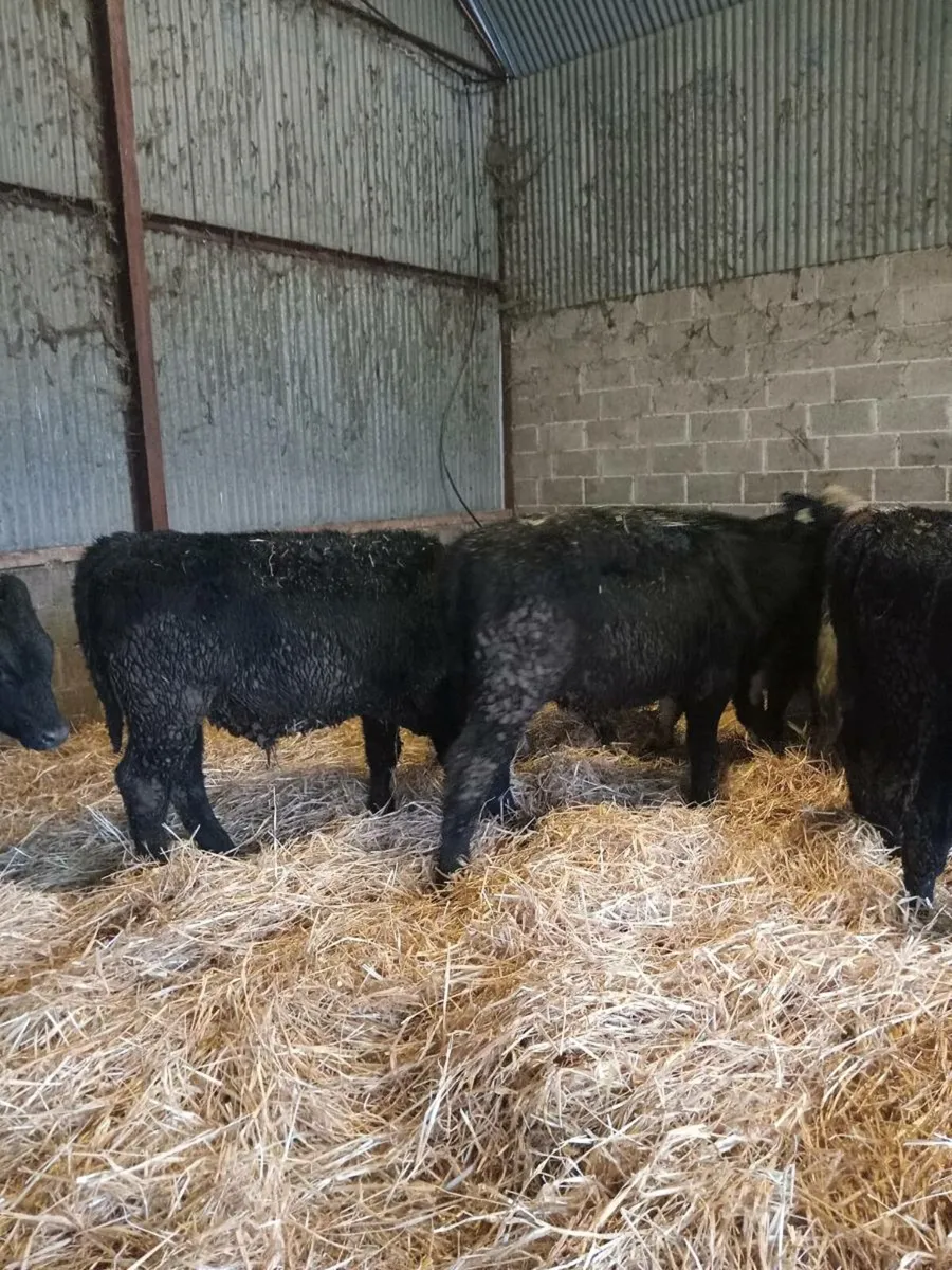 20 super 300kg angus and hereford bullocks - Image 4