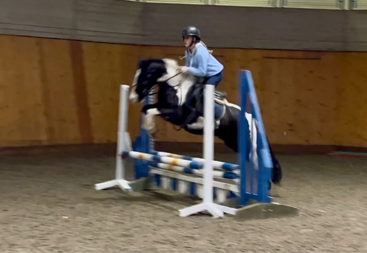 Allrounder , jumping , pony club pony - Image 2