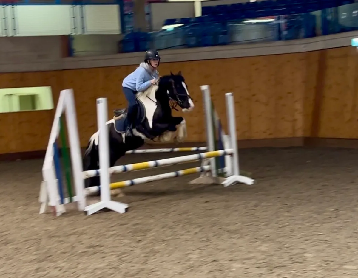 Allrounder , jumping , pony club pony - Image 3
