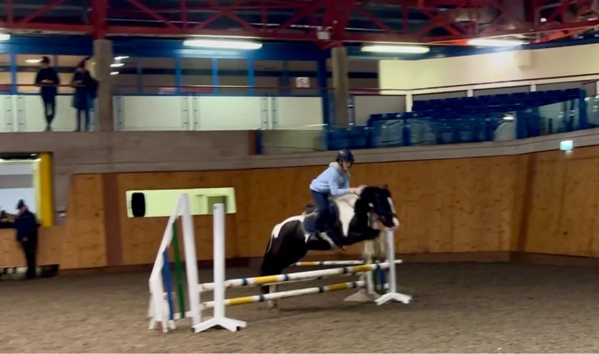 Allrounder , jumping , pony club pony - Image 4