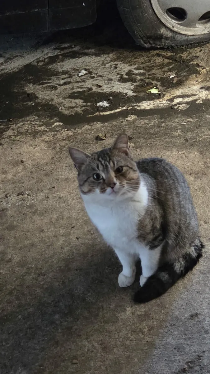 Mister Cat - Image 2