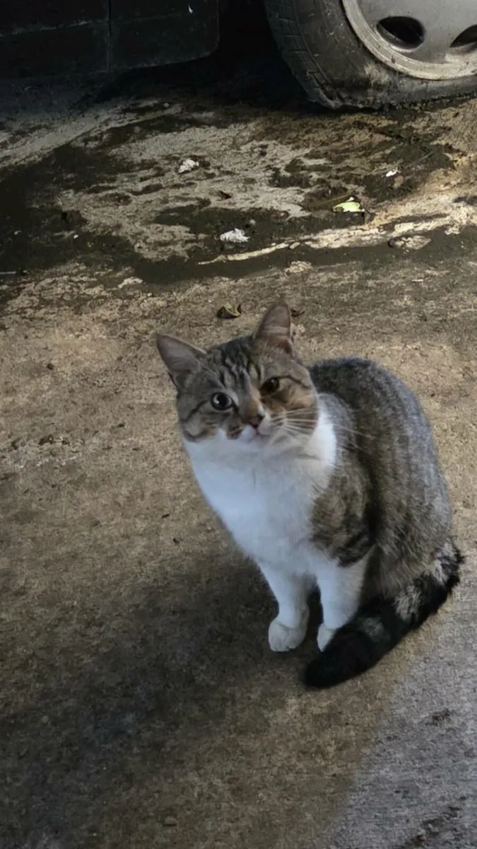 Mister Cat - Image 3