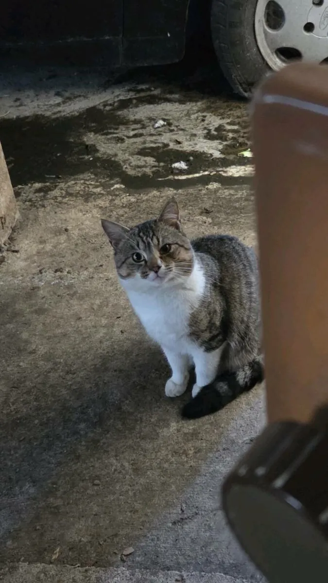 Mister Cat - Image 1