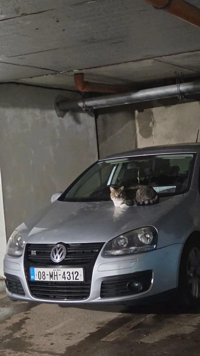 Mister Cat - Image 4