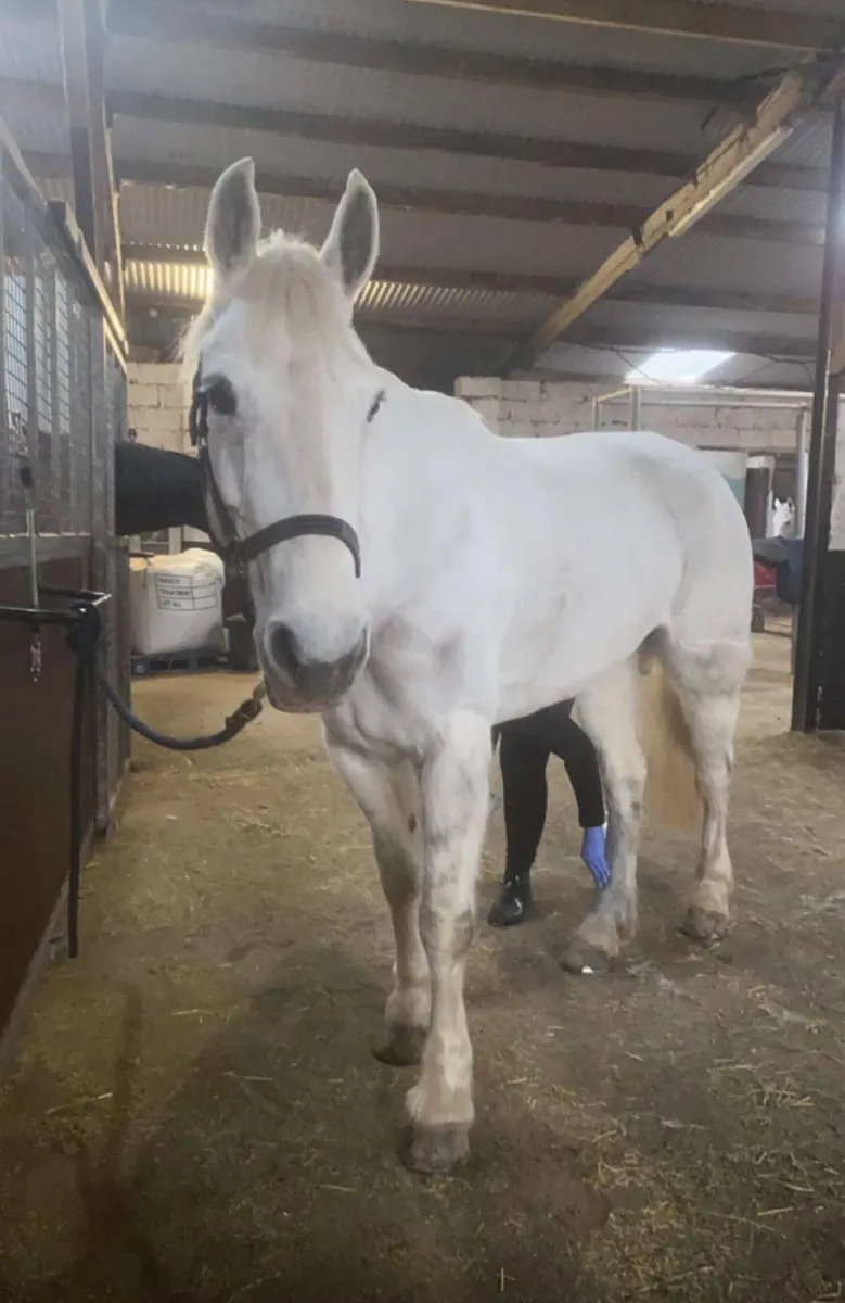 Connemara x Irish Draught - Image 4