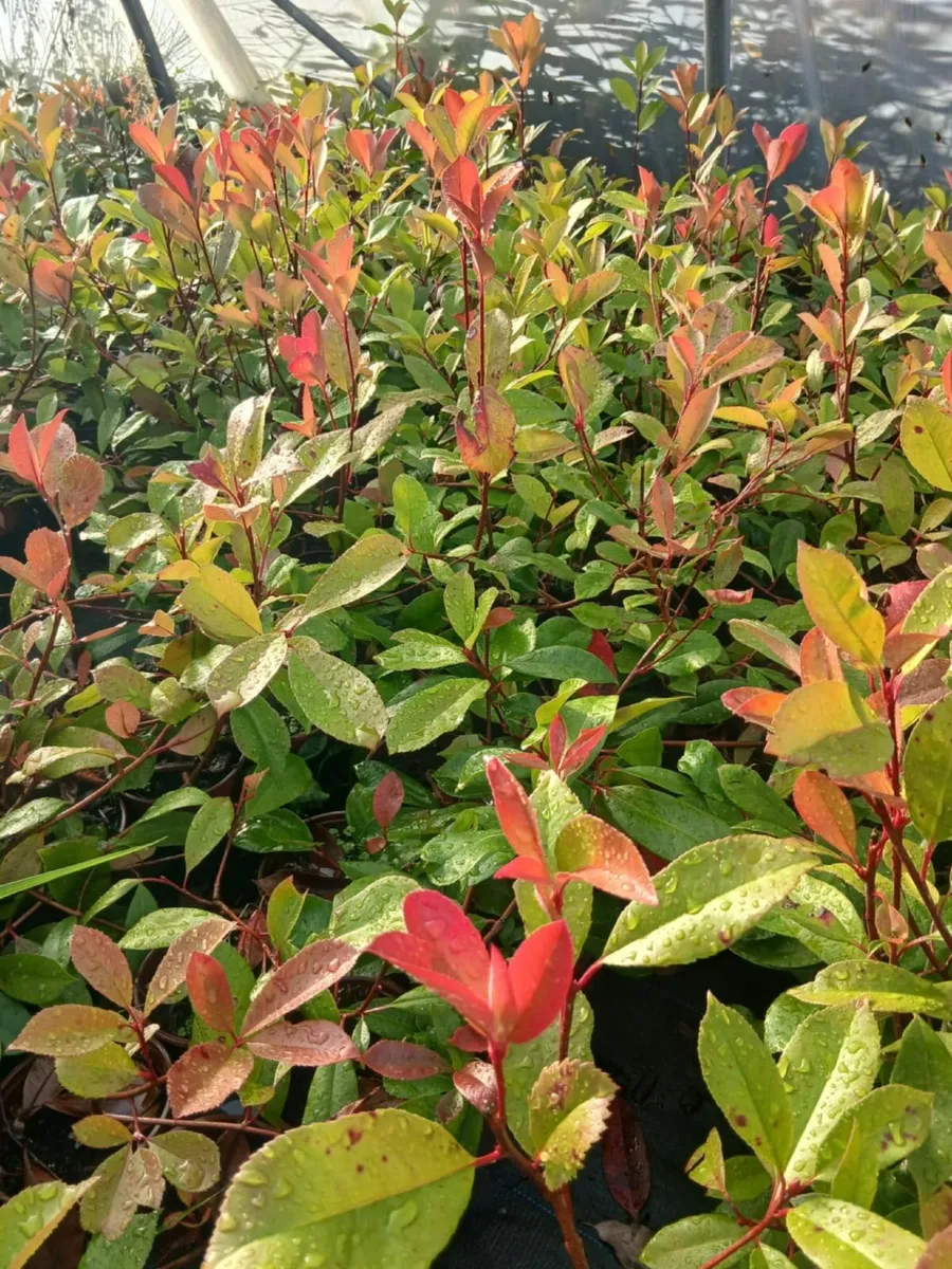 Potted Laurel Hedging €2.50 - Image 4