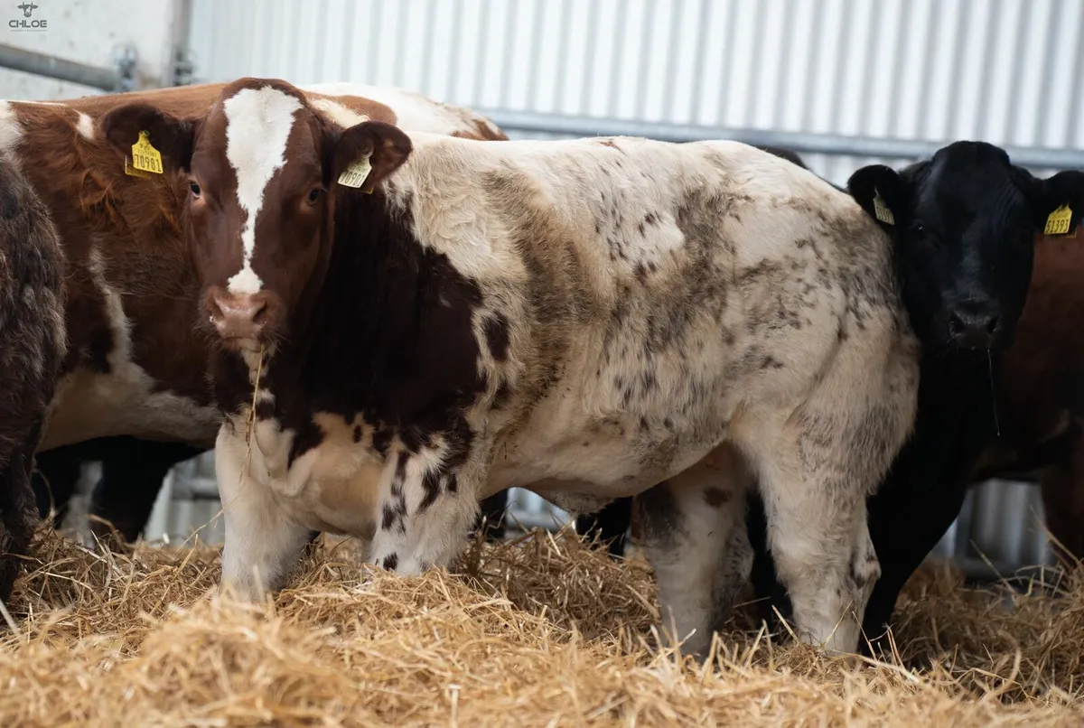 BBX Heifers For Gort - Image 1