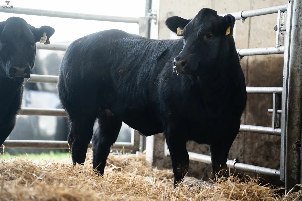 BBX Heifers For Gort - Image 2