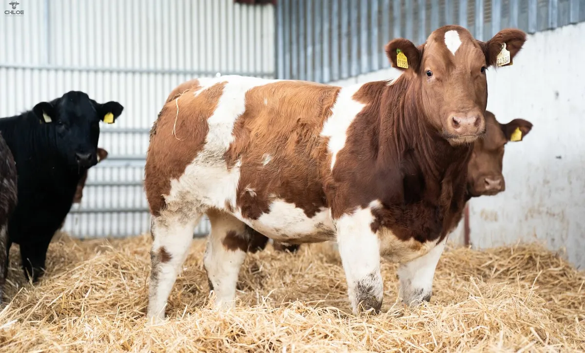 BBX Heifers For Gort - Image 3