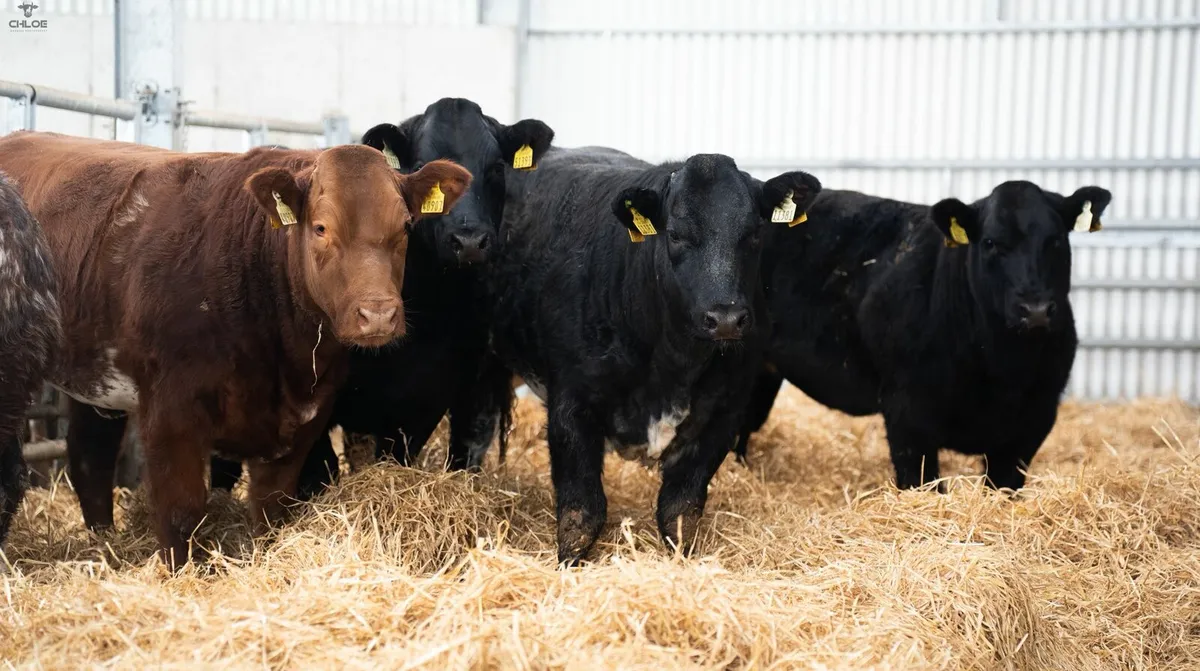 BBX Heifers For Gort - Image 4