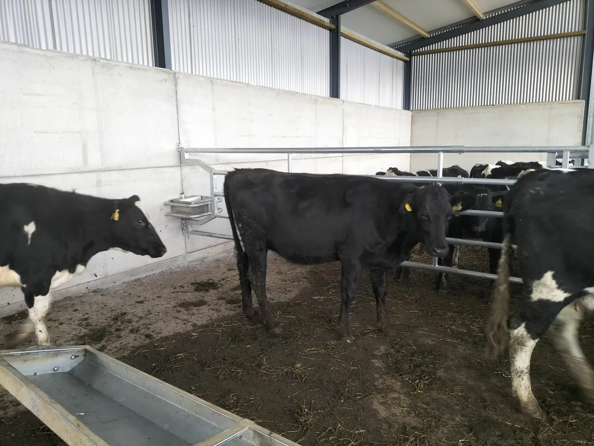 In calf heifers - Image 3