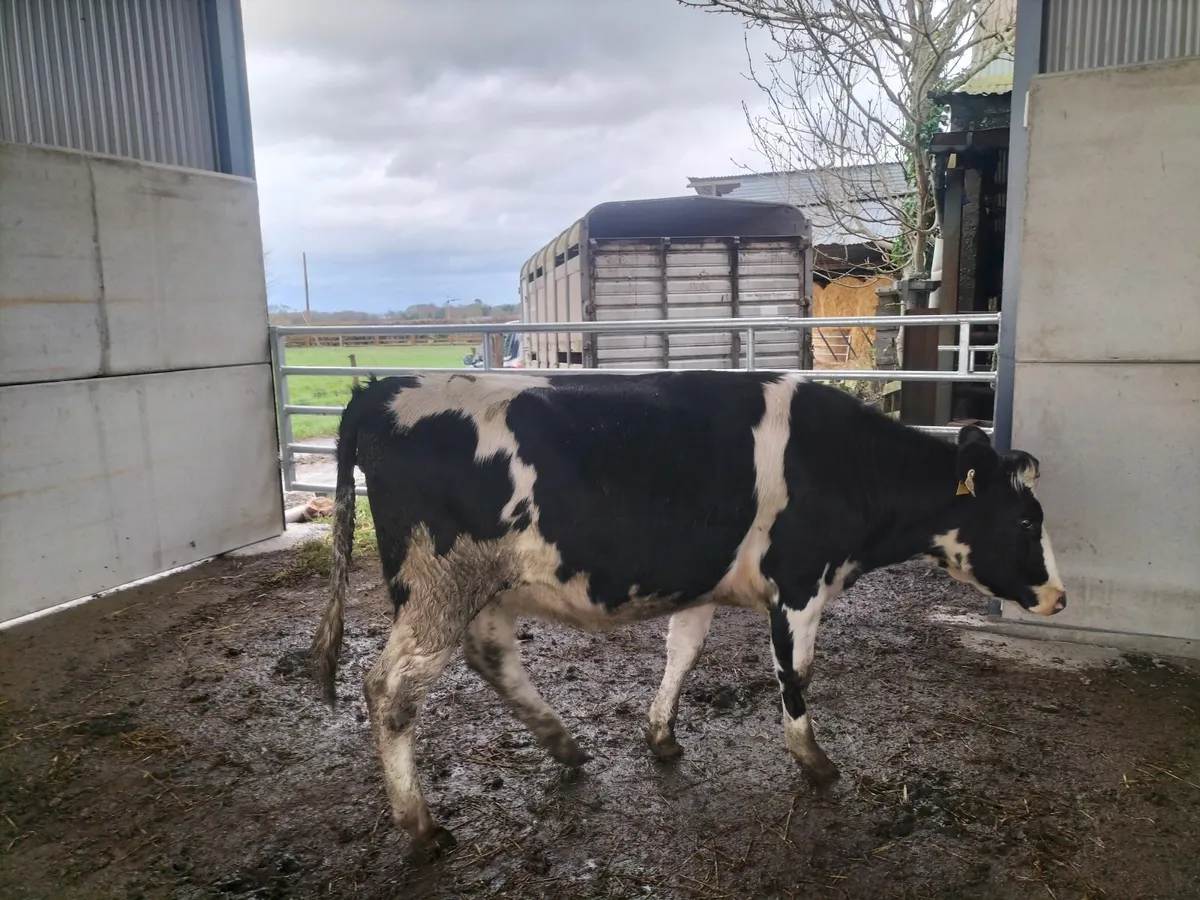 In calf heifers - Image 4