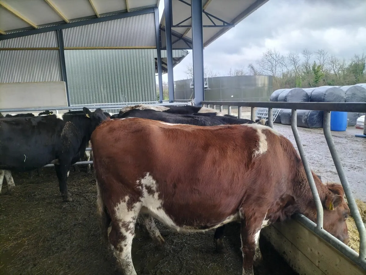 In calf heifers - Image 2