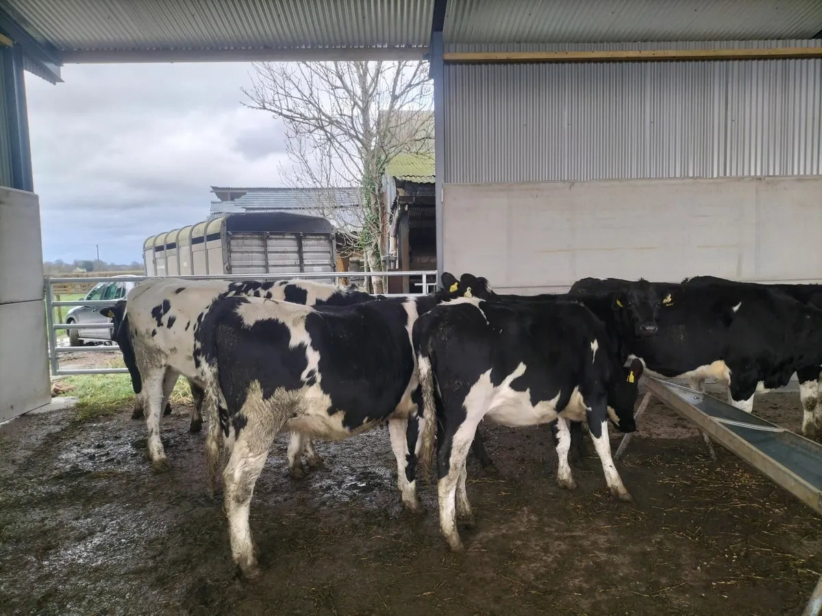 In calf heifers - Image 1