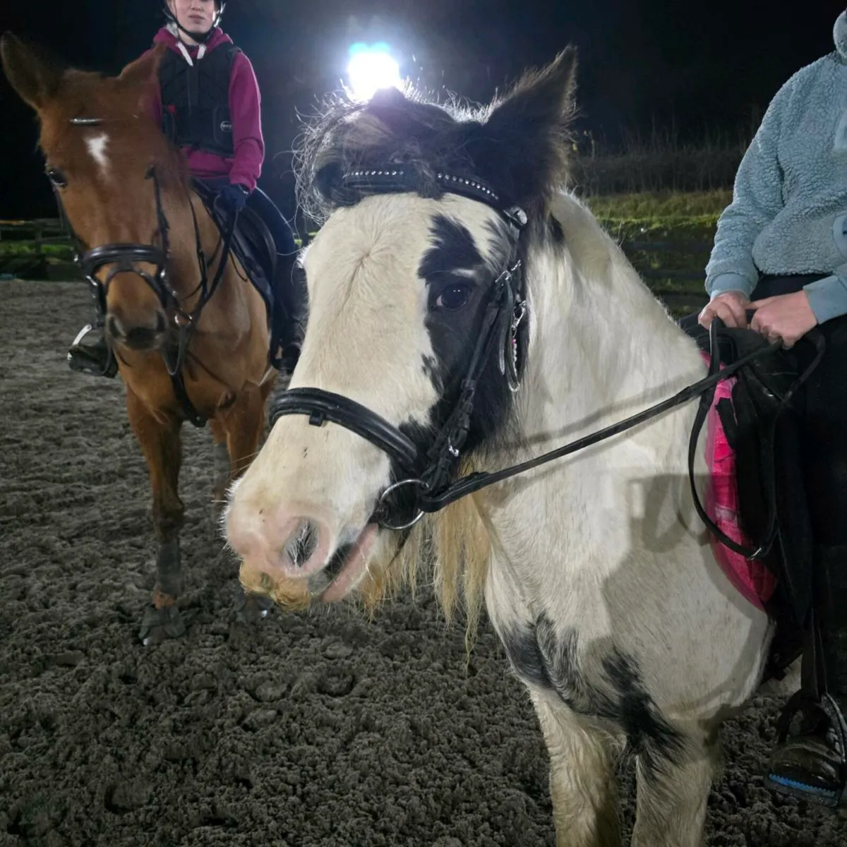 Cracking little cob - Image 2