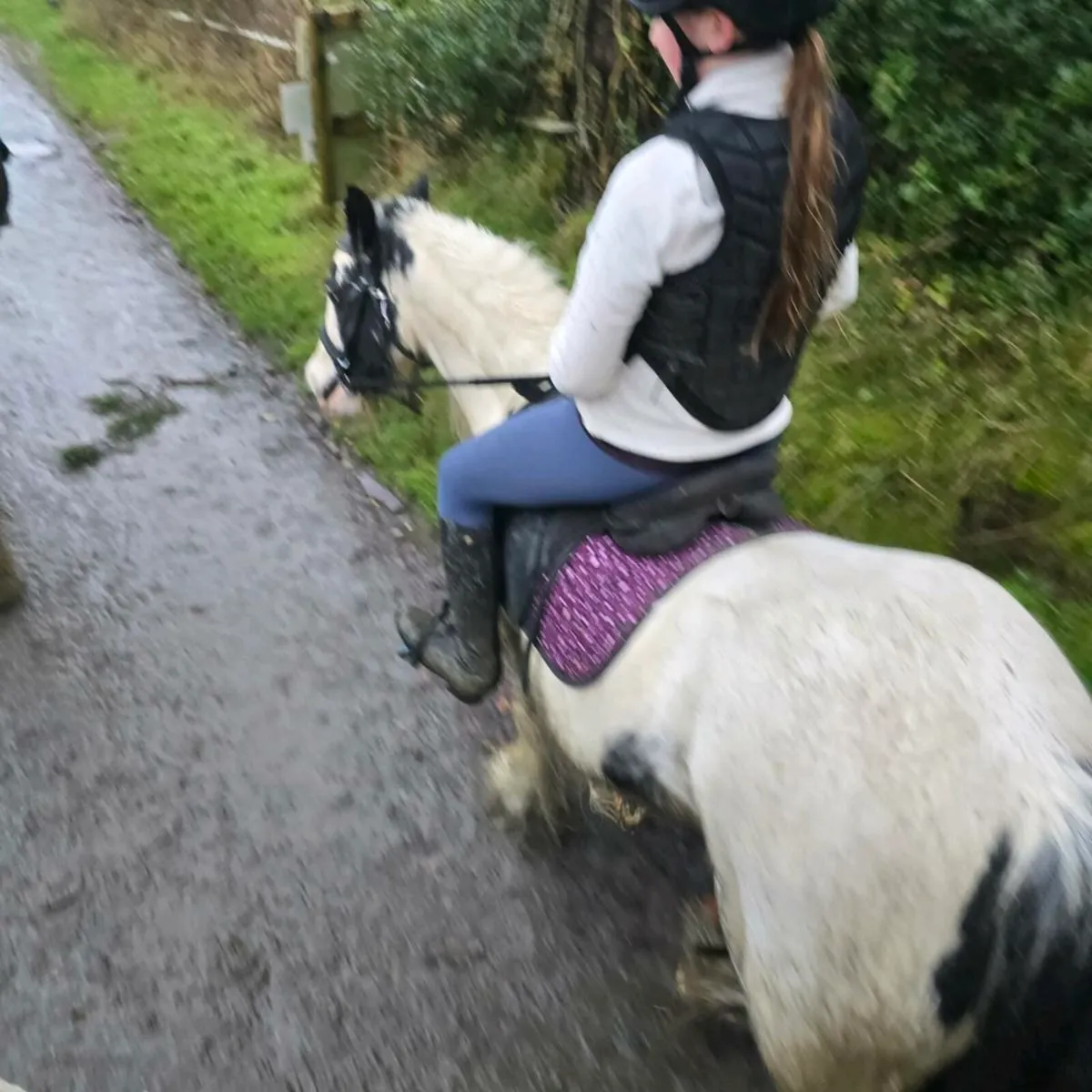 Cracking little cob - Image 3