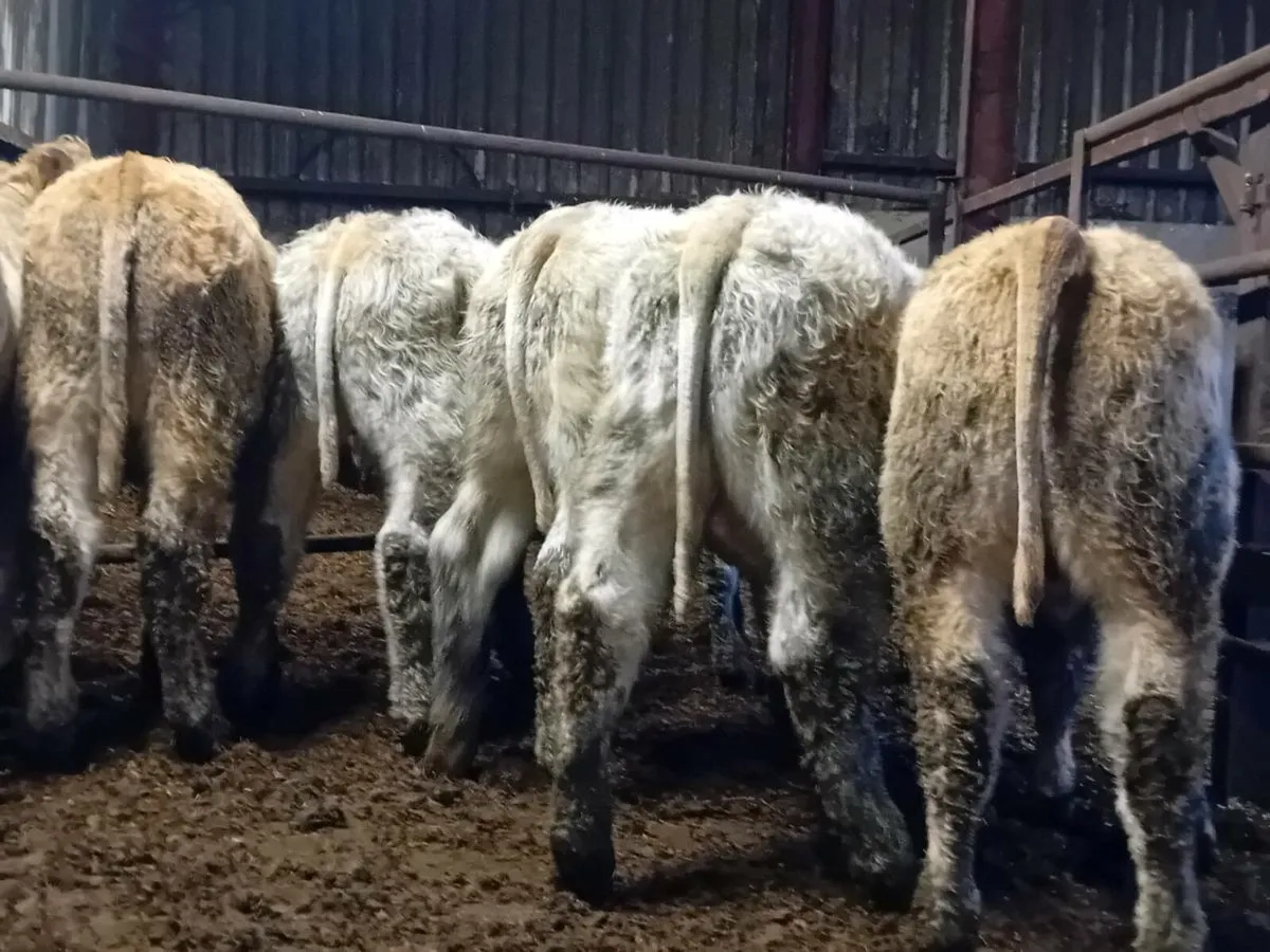 12 Smashing Charlaois bull Weanlings - Image 1