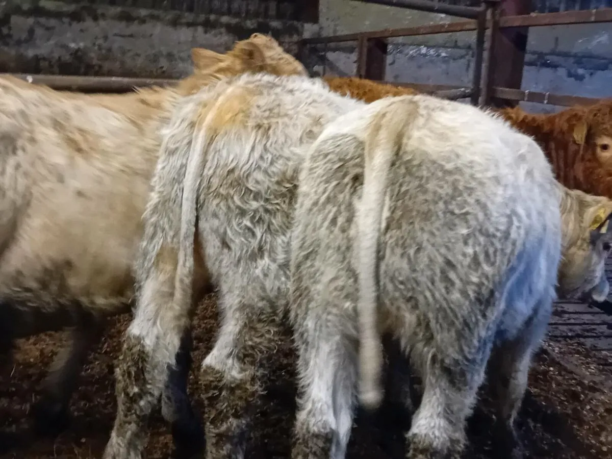 12 Smashing Charlaois bull Weanlings - Image 2