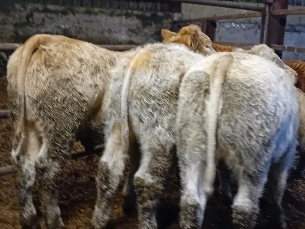 12 Smashing Charlaois bull Weanlings - Image 3
