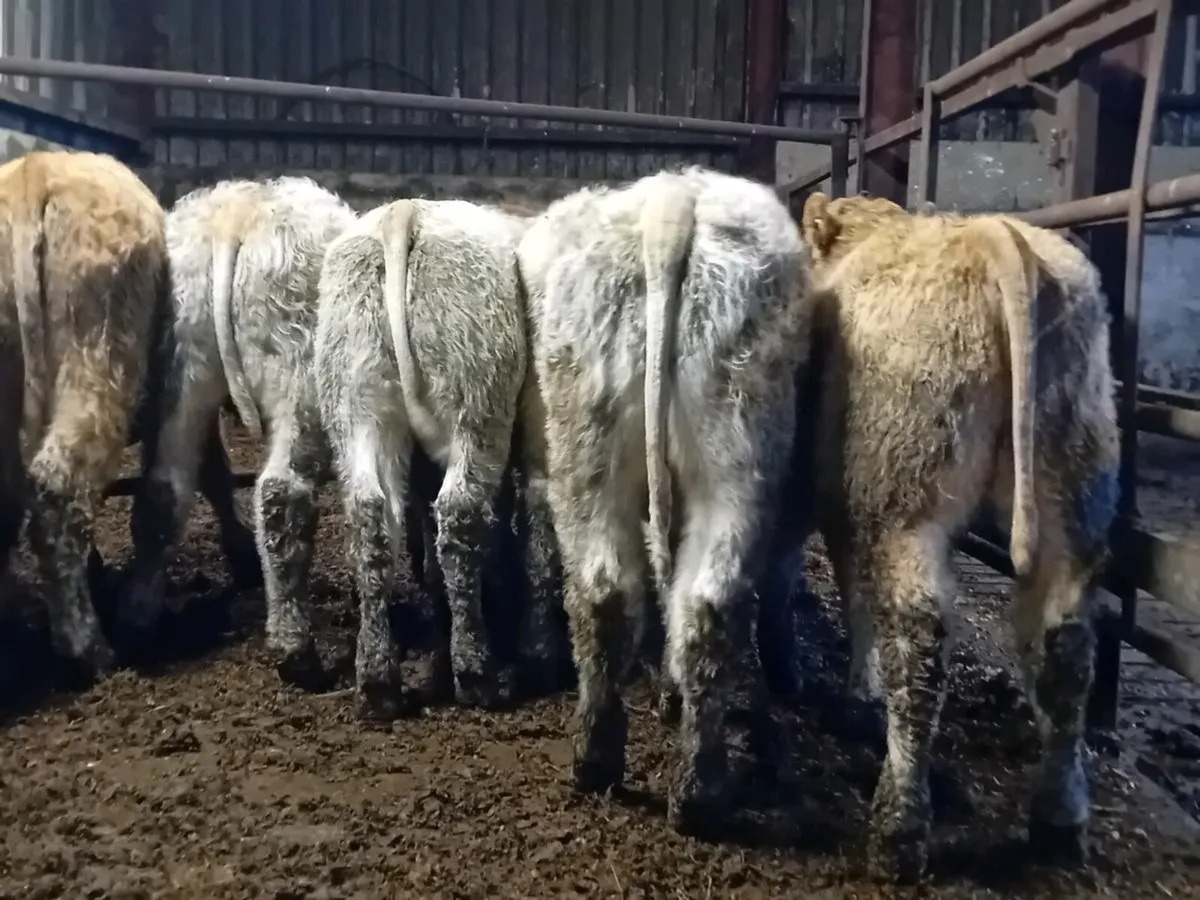12 Smashing Charlaois bull Weanlings - Image 4