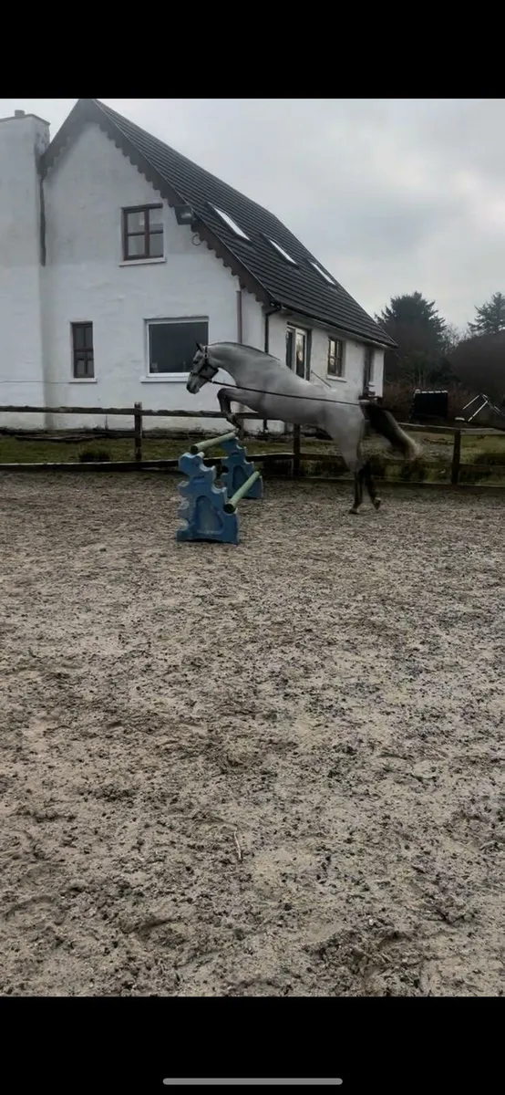 6yr Old Connemara Mare - Image 3