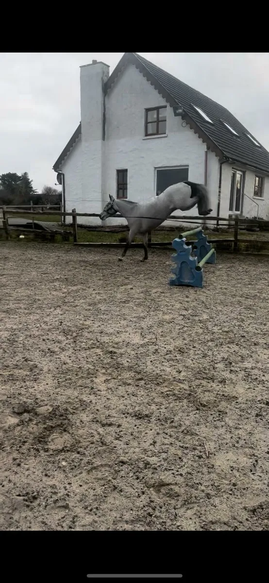 6yr Old Connemara Mare - Image 4