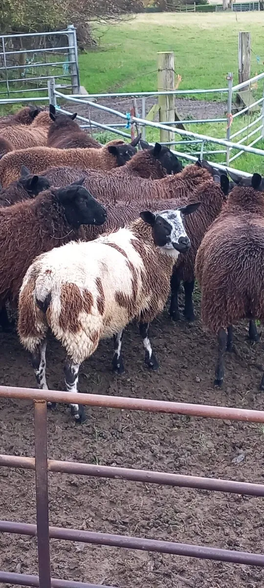 Dutch Spotted Texel cross ewelambs - Image 1