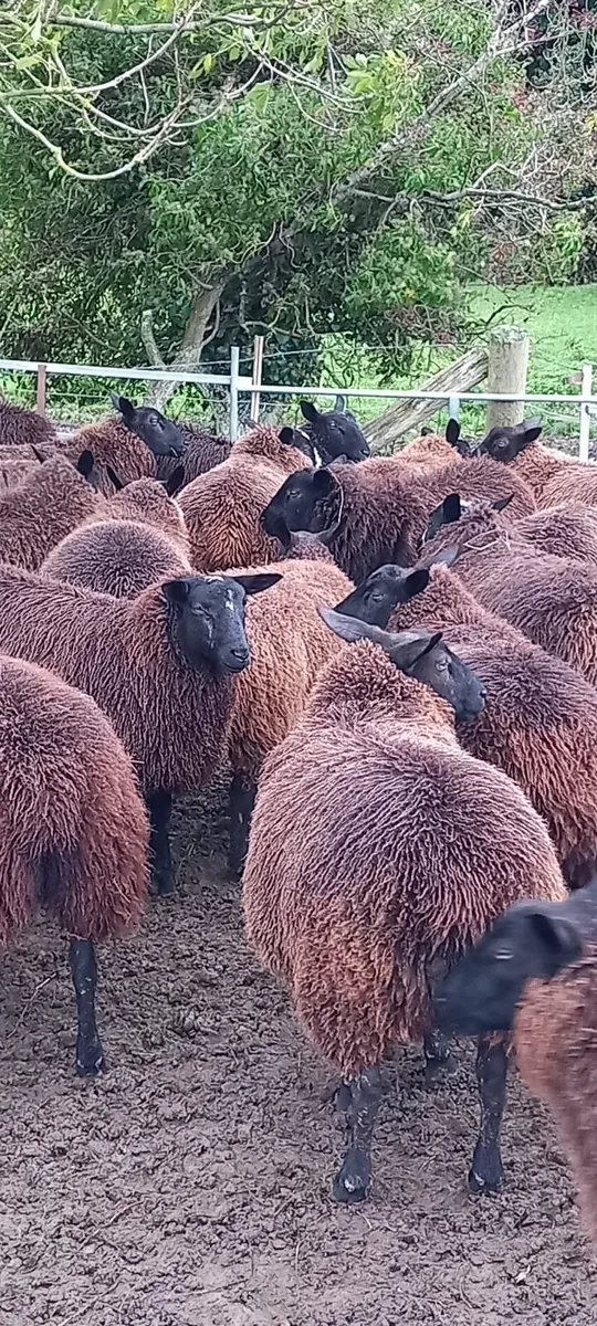 Dutch Spotted Texel cross ewelambs - Image 4