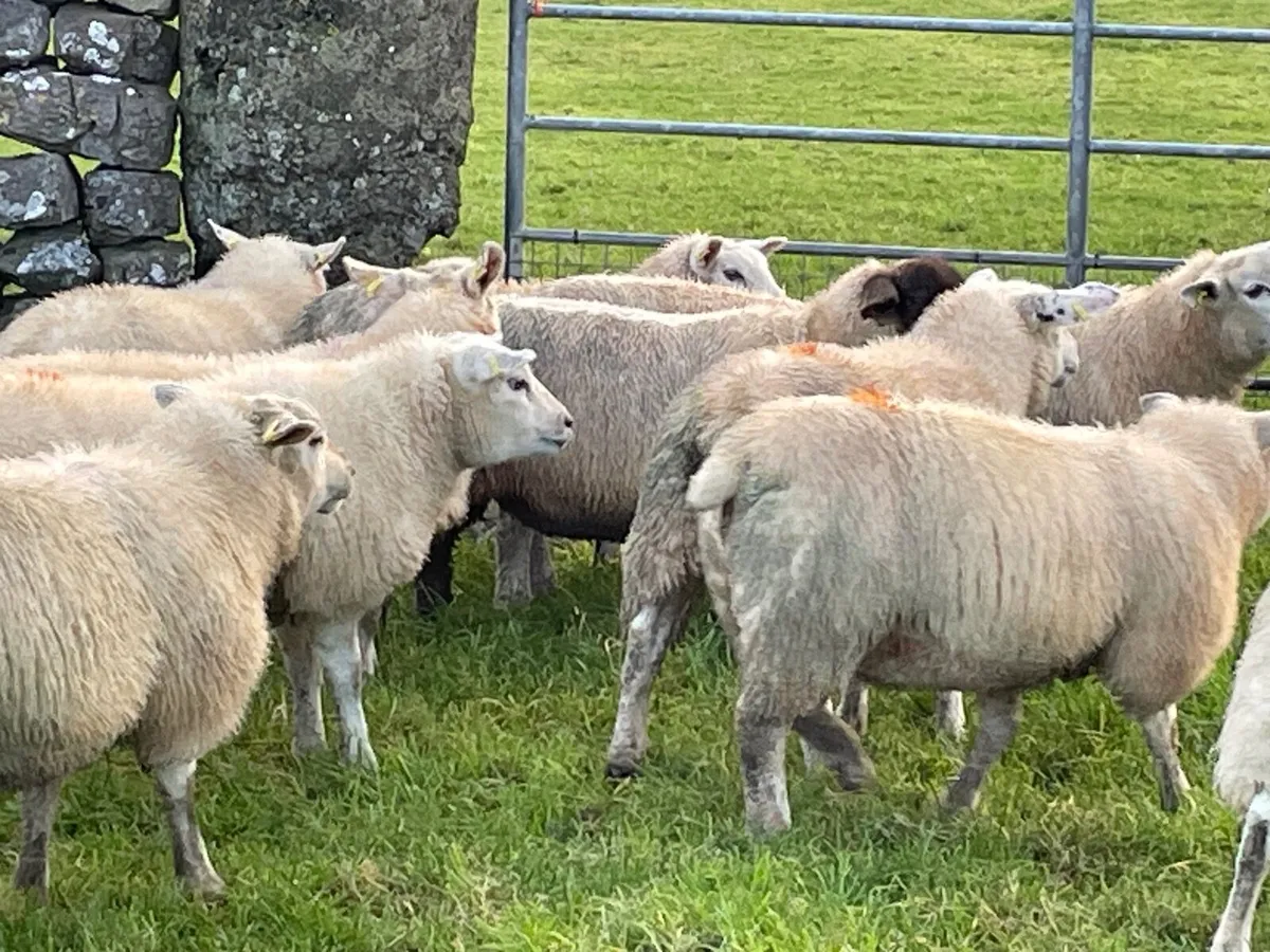10 Ewe Lambs - Image 2