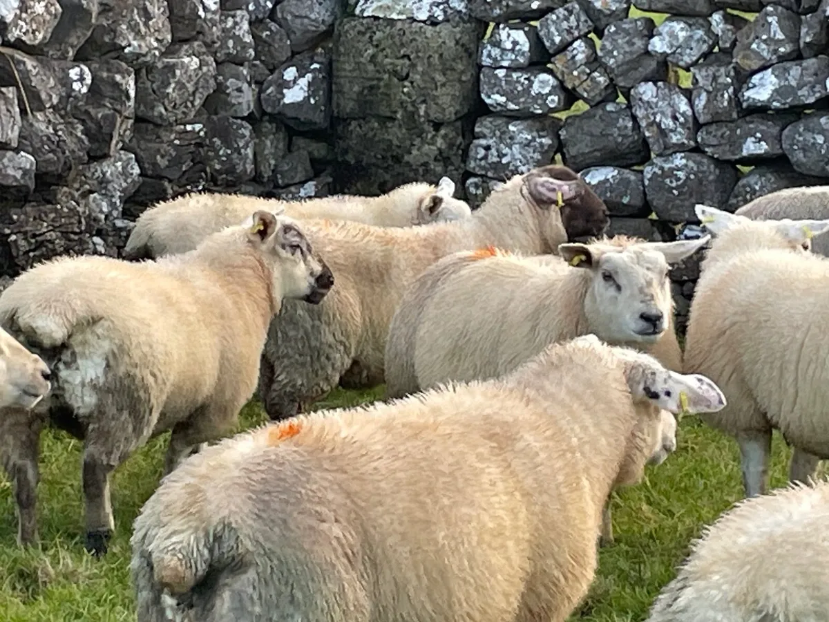 10 Ewe Lambs - Image 3