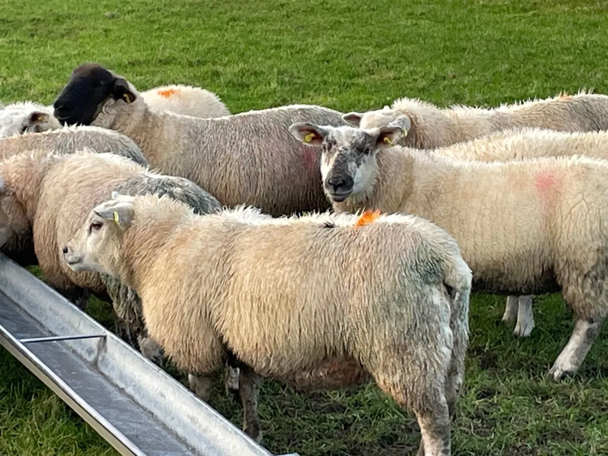 10 Ewe Lambs - Image 4