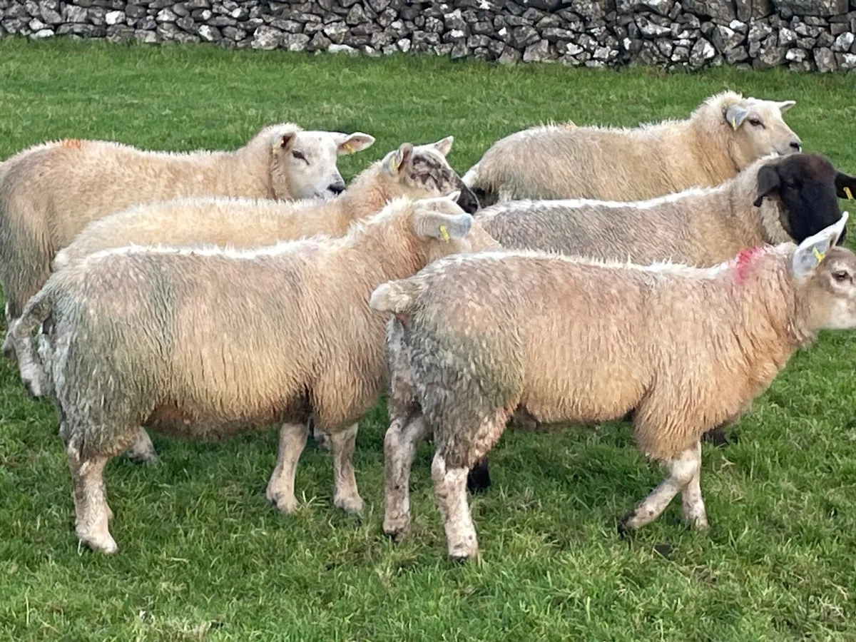 10 Ewe Lambs - Image 1