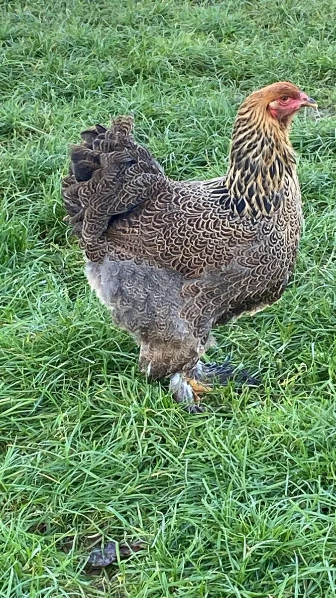Hens - Image 1