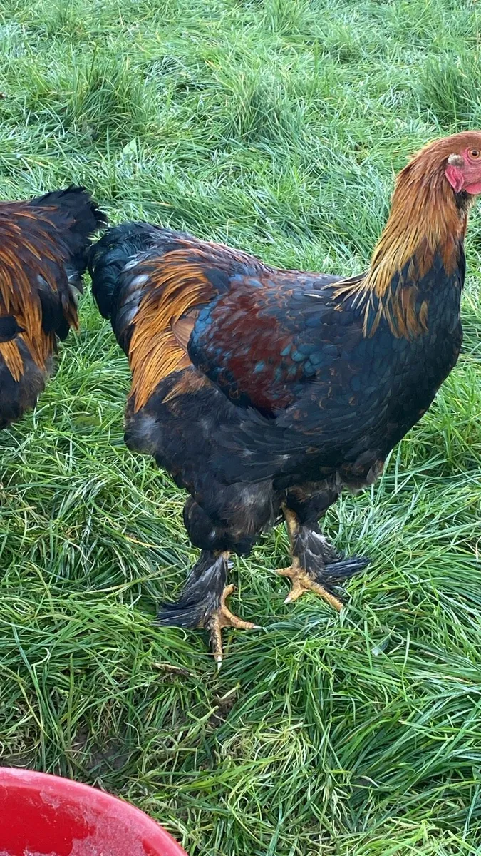 Hens - Image 2