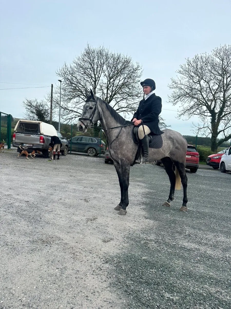 Super Hunter / All-rounder Gelding - Image 1