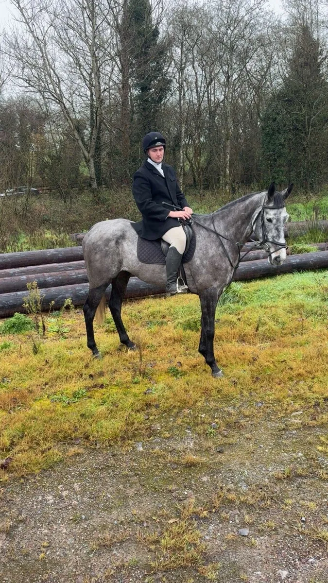 Super Hunter / All-rounder Gelding - Image 2
