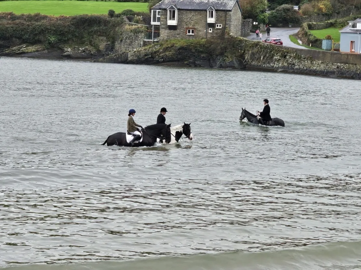 Super Hunter / All-rounder Gelding - Image 3