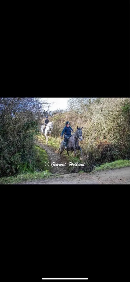 Super Hunter / All-rounder Gelding - Image 4