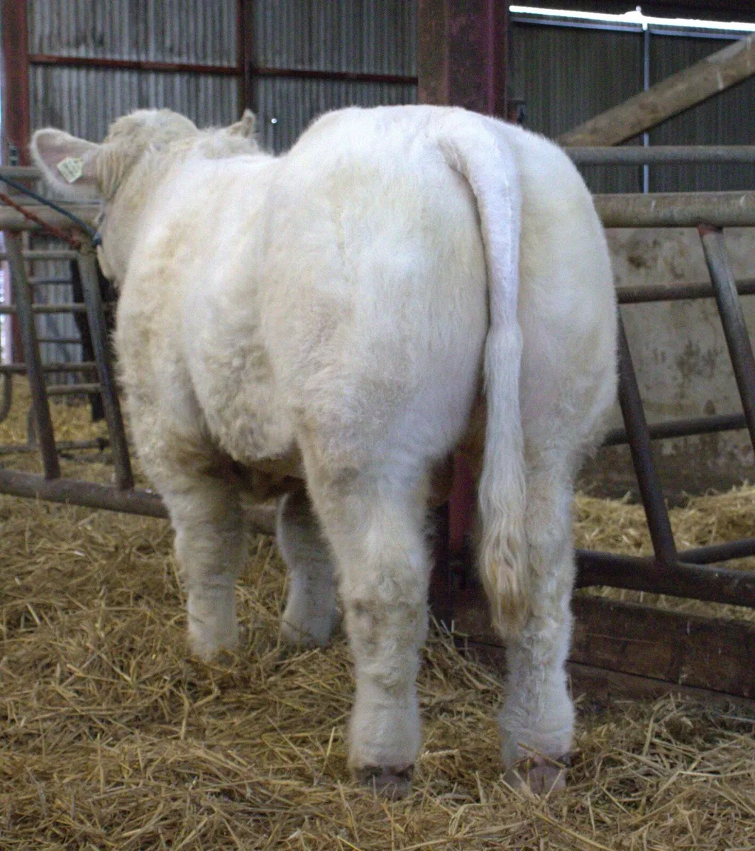 Charolais bull - Image 4
