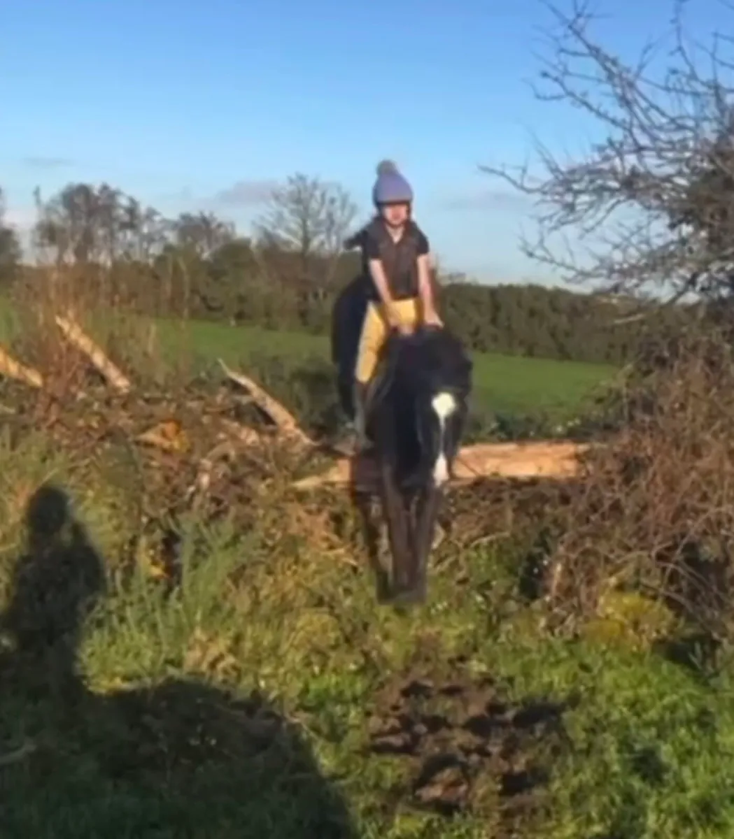 Perfect child's pony - Image 2