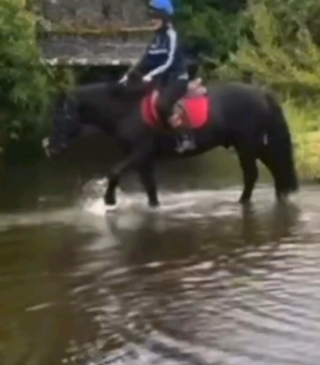 Perfect child's pony - Image 3