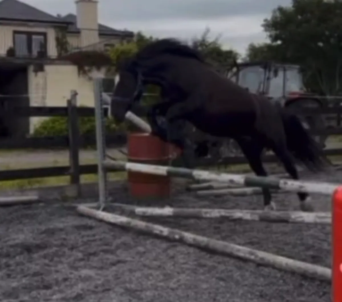 Perfect child's pony - Image 4