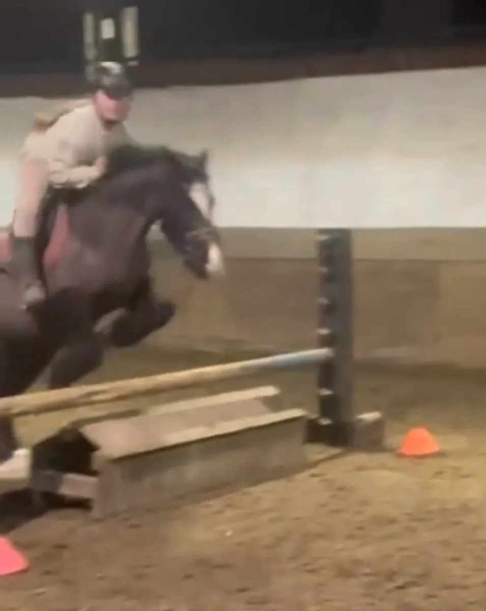 Perfect child's pony - Image 1